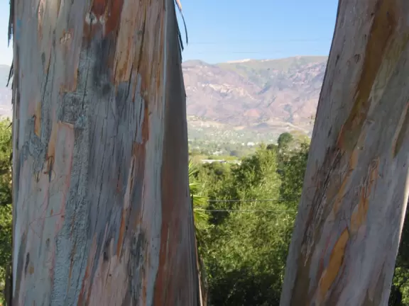 Small neighborhood park with eucalyptus trees, a short trail, views of mountains and valley, toddler playground, and spiffy basketball court among the greenery.
