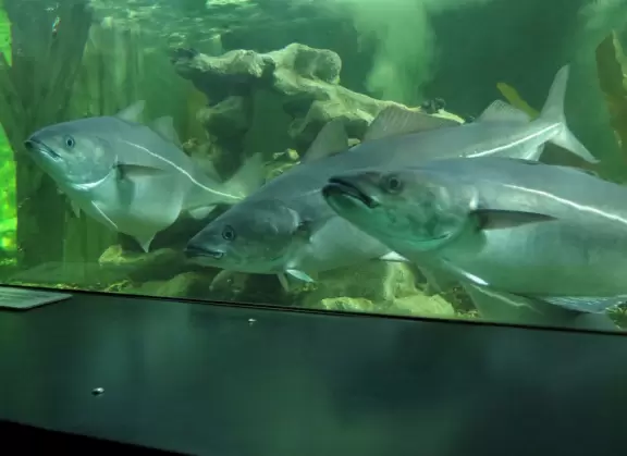 Beautiful aquarium over the Saint Lawrence River with great outdoor areas and playful animals.