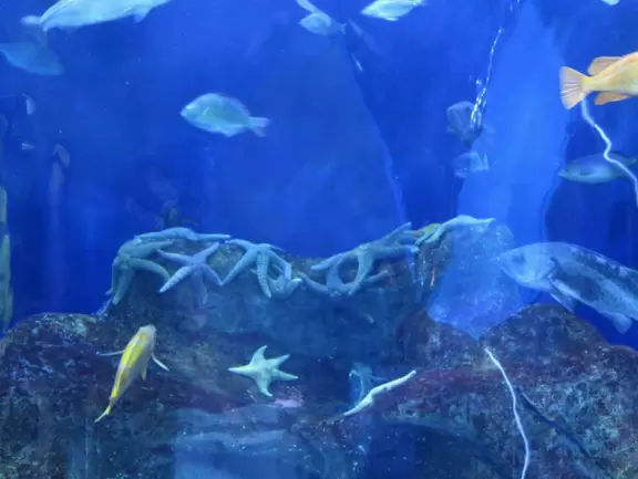 Beautiful aquarium over the Saint Lawrence River with great outdoor areas and playful animals.