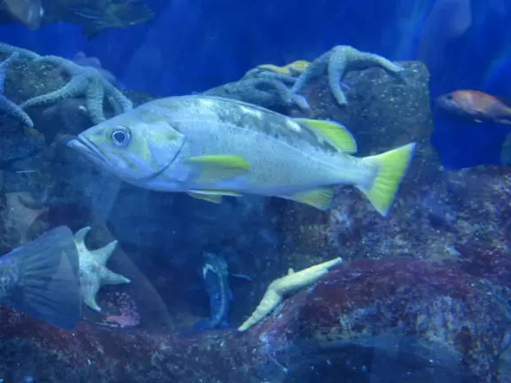 Beautiful aquarium over the Saint Lawrence River with great outdoor areas and playful animals.