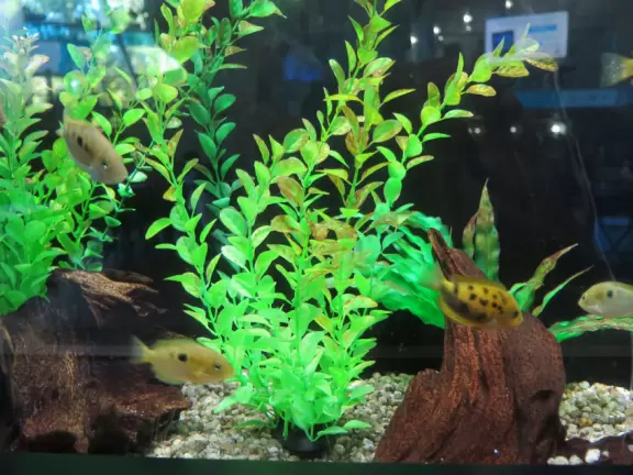 Beautiful aquarium over the Saint Lawrence River with great outdoor areas and playful animals.