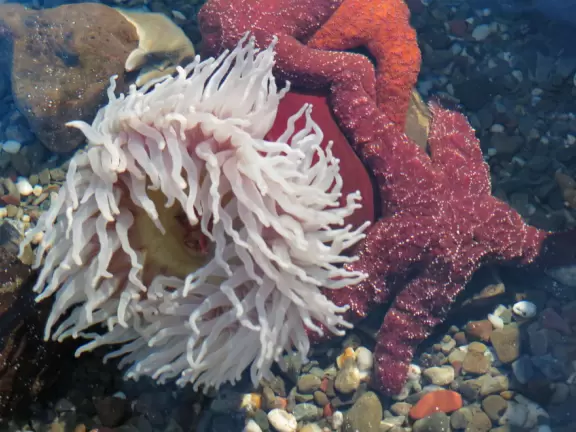 Beautiful aquarium over the Saint Lawrence River with great outdoor areas and playful animals.