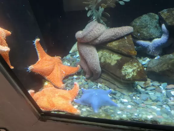 Beautiful aquarium over the Saint Lawrence River with great outdoor areas and playful animals.