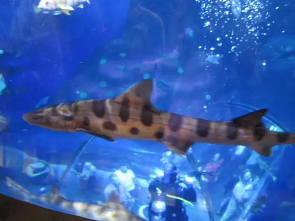 Beautiful aquarium over the Saint Lawrence River with great outdoor areas and playful animals.