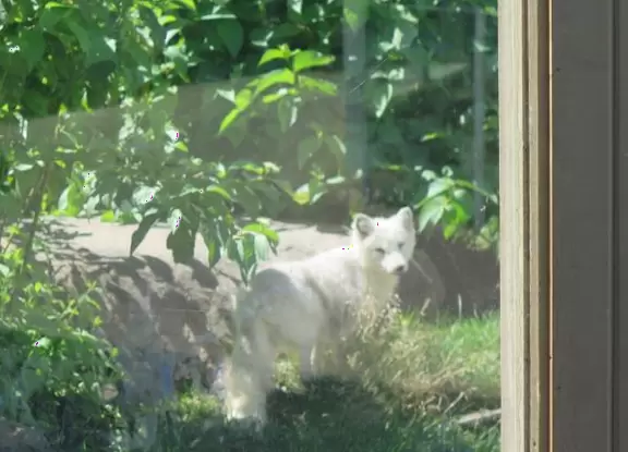 Beautiful aquarium over the Saint Lawrence River with great outdoor areas and playful animals.