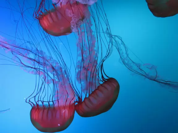 Beautiful aquarium over the Saint Lawrence River with great outdoor areas and playful animals.