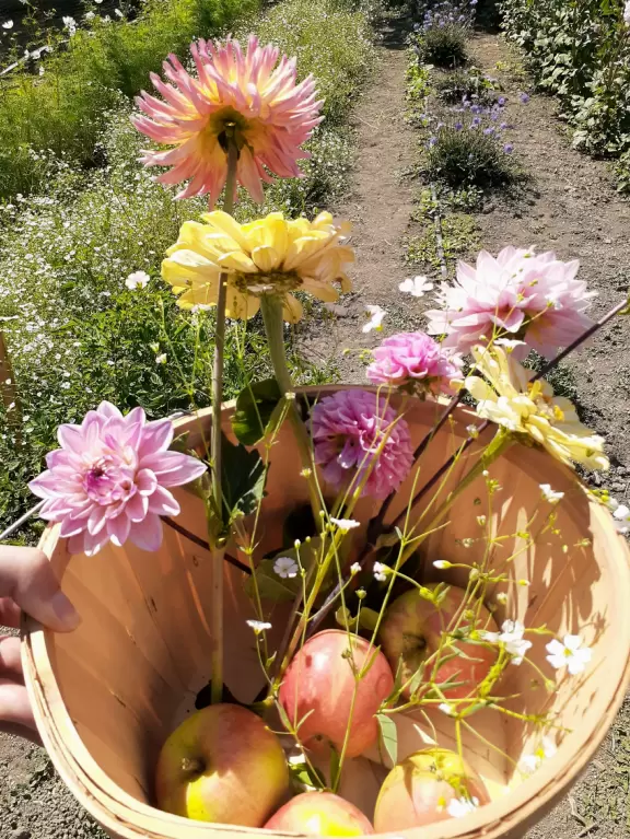 Beautiful spot where you can pick dahlias, cosmos, sunflowers, and play games.