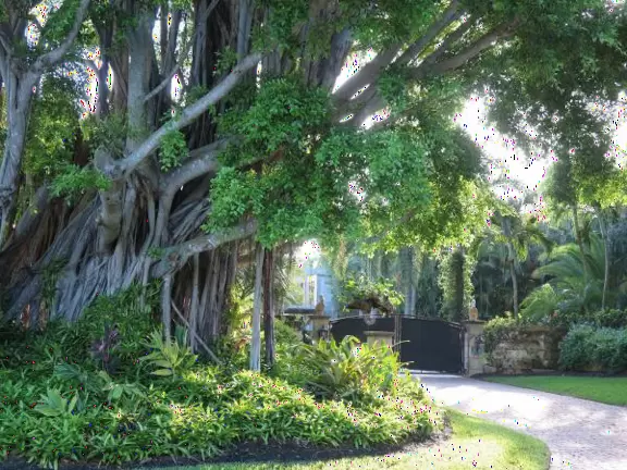 Walk under gorgeous banyan trees.