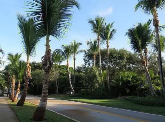 Walk under gorgeous banyan trees.