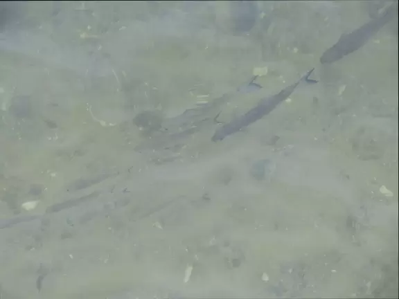 Waterfront park with amazing colors in the water- views of an island and blue-green sandbars. Plenty of benches and docks, and a playground.