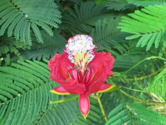 Walk past tropical plants in a hilly area!