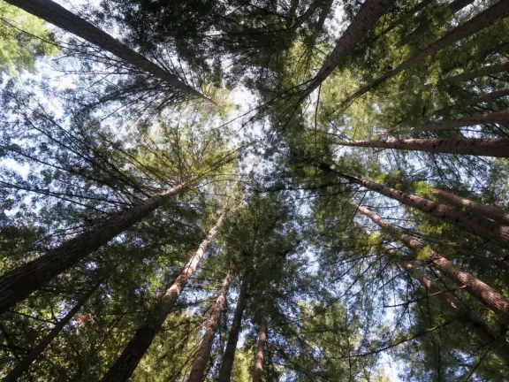 A gorgeous hike through redwoods to a pool in the river, with smooth white rocks to sit on.