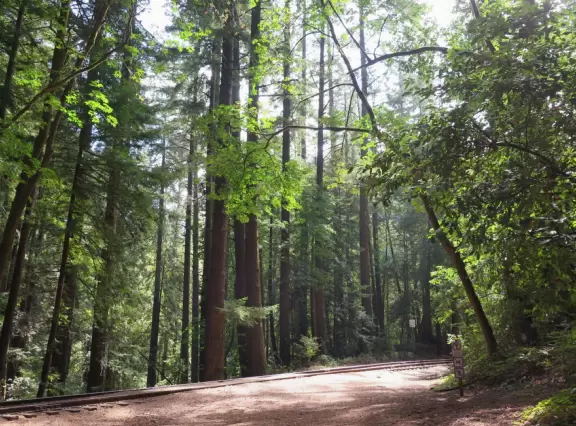 A gorgeous hike through redwoods to a pool in the river, with smooth white rocks to sit on.