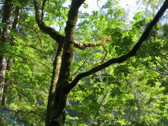 A gorgeous hike through redwoods to a pool in the river, with smooth white rocks to sit on.