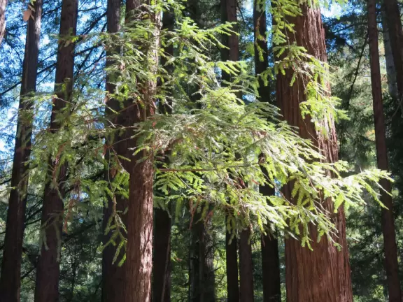 A gorgeous hike through redwoods to a pool in the river, with smooth white rocks to sit on.