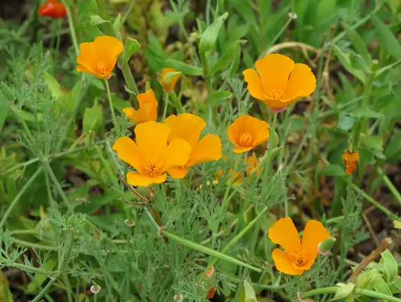 Some of the best-preserved early 19th century architecture in California- especially lovely at Christmastime.