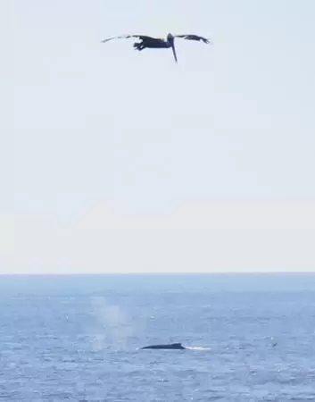 Gorgeous spot with wide pier, surfers carving the waves, whale playground, wide open attractive plaza, Pismo Beach selfie sign, and wooden promenade with views of the hills and sea.