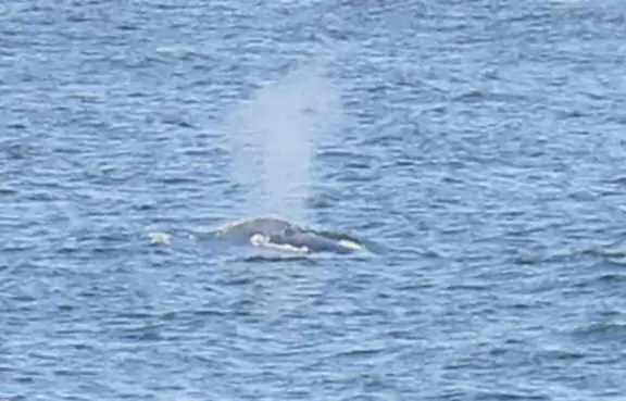 Gorgeous spot with wide pier, surfers carving the waves, whale playground, wide open attractive plaza, Pismo Beach selfie sign, and wooden promenade with views of the hills and sea.