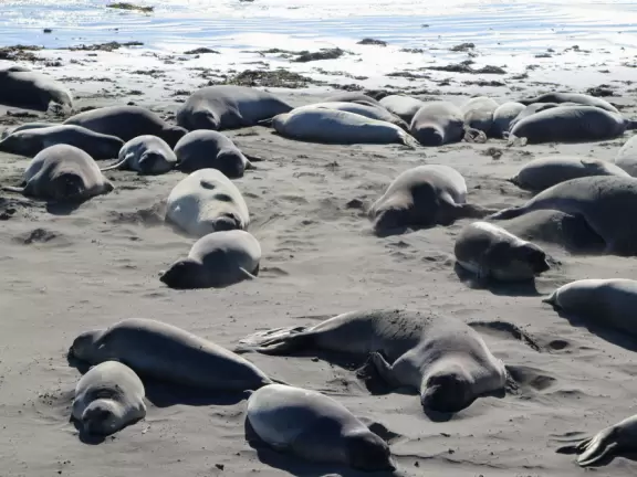 From a boardwalk, you can see a beach absolutely covered in massive elephant seals, and sometimes their babies.