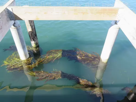 A delightful rock, beautiful wildlife, peaceful idyllic estuary, imaginative playground, and colorful little town.