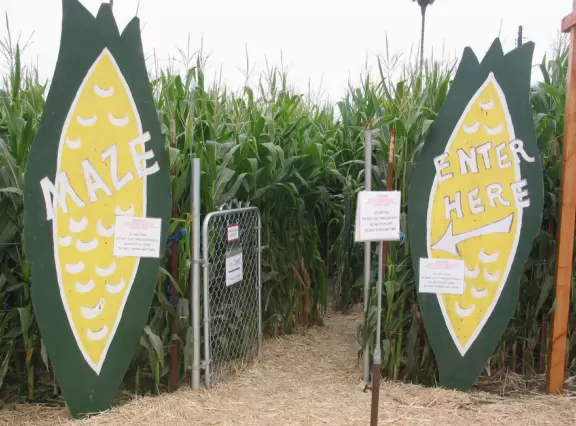 A nice way to get in the harvest spirit- giant pumpkins of many colors, corn maze, hay rides, farm animals, hay to throw, and display garden.