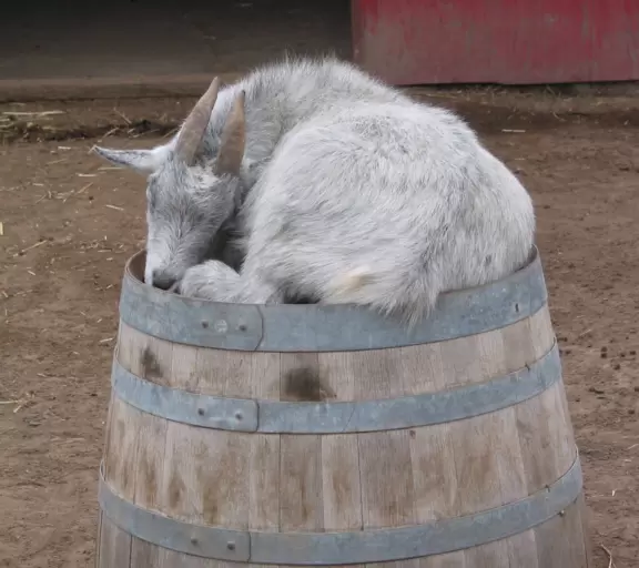 A nice way to get in the harvest spirit- giant pumpkins of many colors, corn maze, hay rides, farm animals, hay to throw, and display garden.