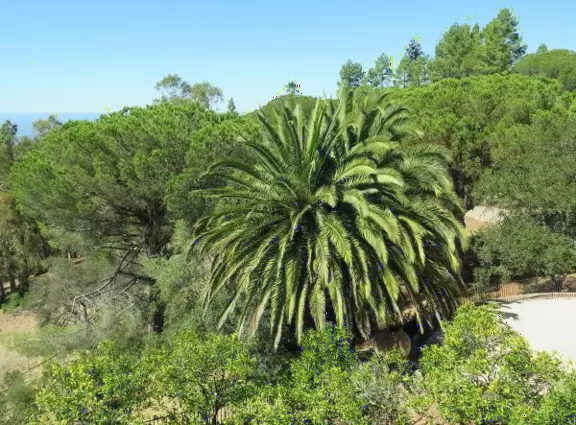 Canary palm and greenery in the view. 