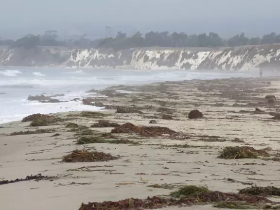A walk along a clifftop to a popular surfing area with gorgeous sand dunes and exotic plants.