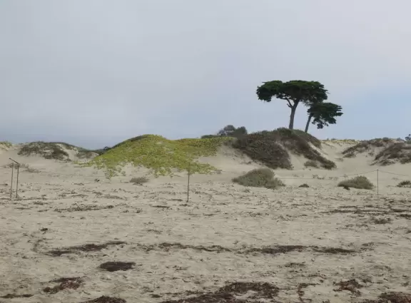 A walk along a clifftop to a popular surfing area with gorgeous sand dunes and exotic plants.