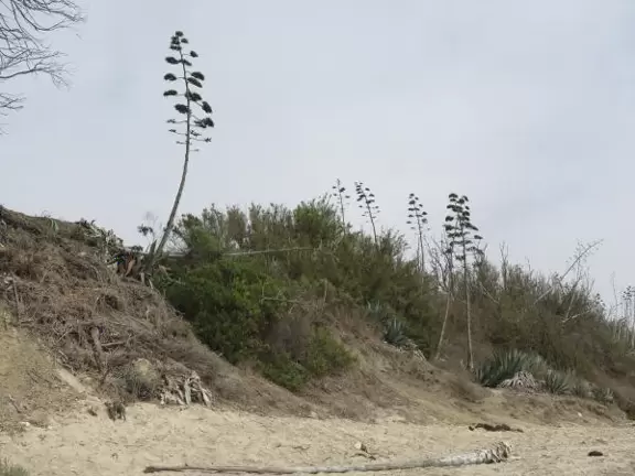A walk along a clifftop to a popular surfing area with gorgeous sand dunes and exotic plants.