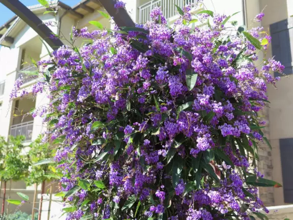 Cute cafes, and a nice stroll around Hollister Village.