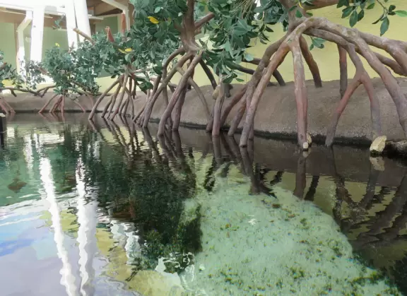 Kids love to see the recovering turtles in the outdoor tanks, and to learn about turtles from the exhibits at this attractive center.