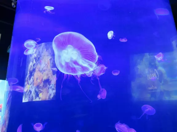 Kids love to see the recovering turtles in the outdoor tanks, and to learn about turtles from the exhibits at this attractive center.