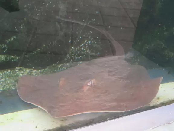 Kids love to see the recovering turtles in the outdoor tanks, and to learn about turtles from the exhibits at this attractive center.