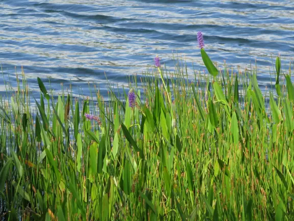 Playground by a lake with ibis birds, turtles, and a walking path.