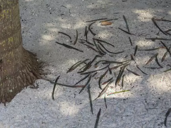 Sea beans to play with!