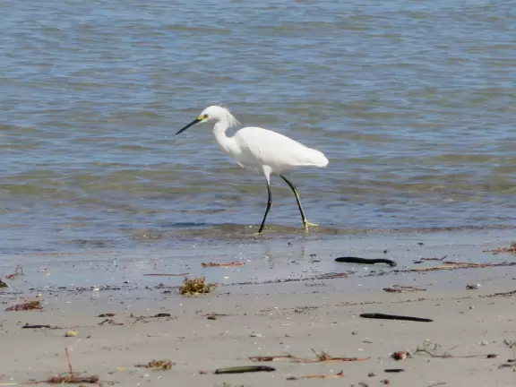 Large lagoon with clear water where kids can swim, tons of shade, and playground in the sand.