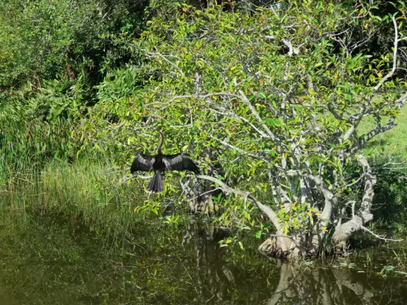 Wildlife galore beside a boardwalk with gazebos.