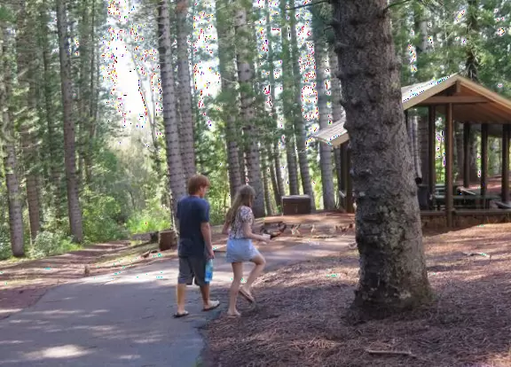 Forest of Cook pines, with picnic tables and hiking trail.