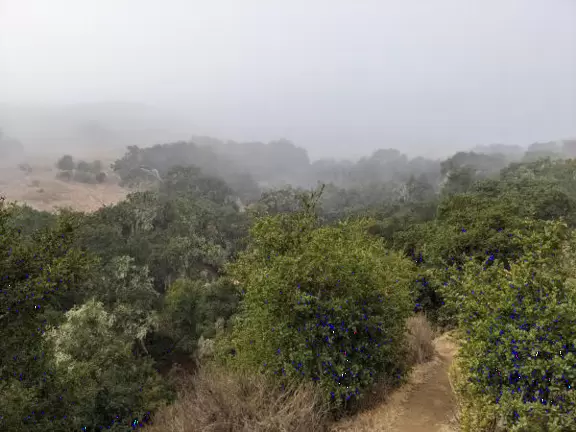 Foggy day on the trail. 