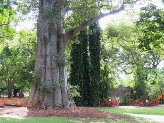 A lush paradise in the middle of downtown Honolulu!