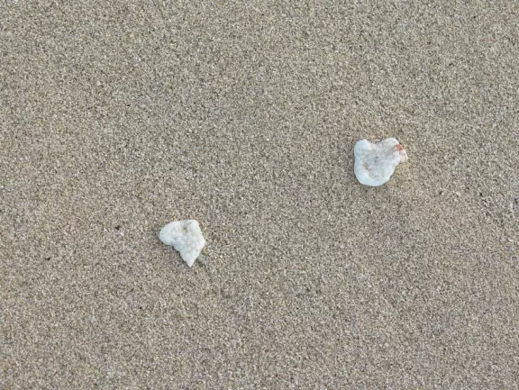 Sweet little beach with steep golden sand, shallow calm water, and a great playground and park full of people!