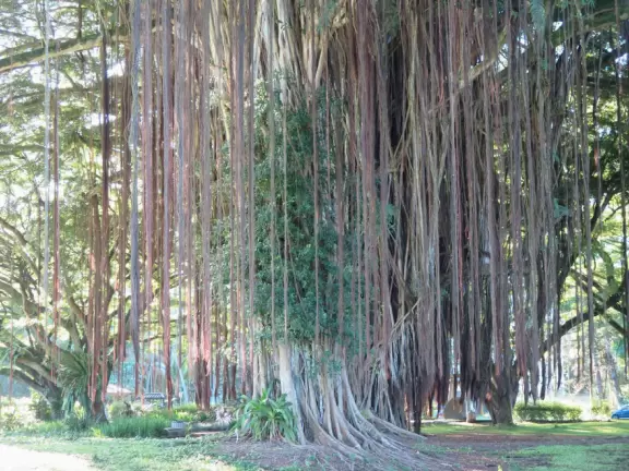 Green, green&nbsp;gardens with Japanese bridges and ponds, and views of silvery Hilo Bay and Mauna Kea.