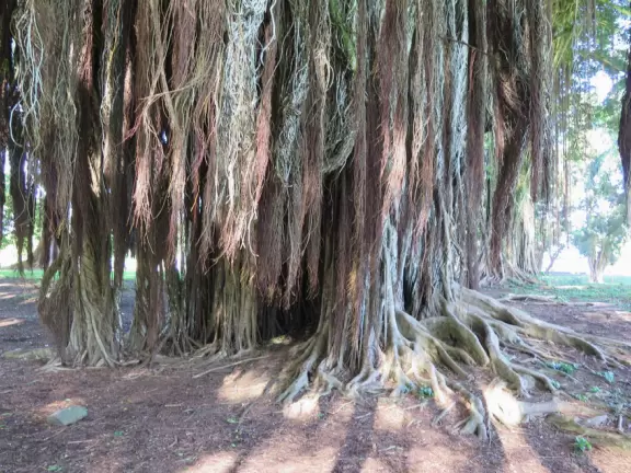 Green, green&nbsp;gardens with Japanese bridges and ponds, and views of silvery Hilo Bay and Mauna Kea.