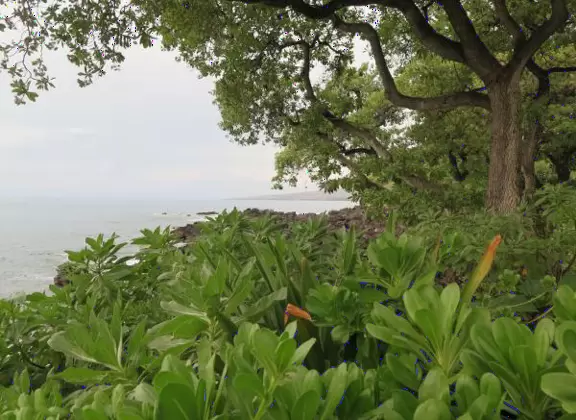 Lovely trail along the lava rock Kohala coast, up above the ocean!