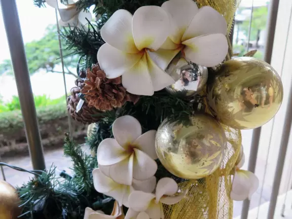 Wonderful place to swim by day, and to watch manta rays by night!