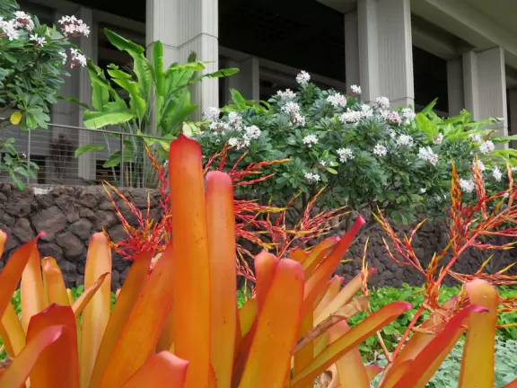 Wonderful place to swim by day, and to watch manta rays by night!