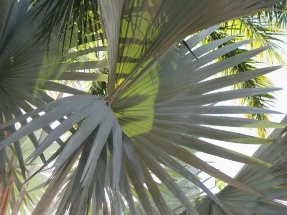 A happening spot with a sunken amphitheater by the water where kids can run in a splash pad and fountains are lit up at night.&nbsp; BurgerFi, Subculture Coffee, and a few restaurants.
