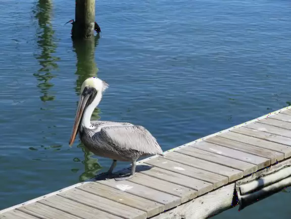 Gorgeous place on the Jupiter inlet across from the lighthouse, with restaurants and a walkway.