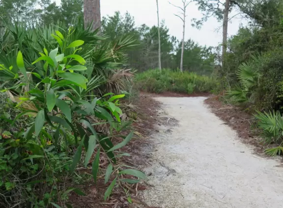 Varied loop walk through forest to the river.